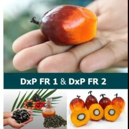 D X P FR 2