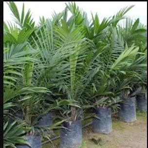 'Bibit Sawit Siap tanam - SJ5 umur 10 -12 bulan'