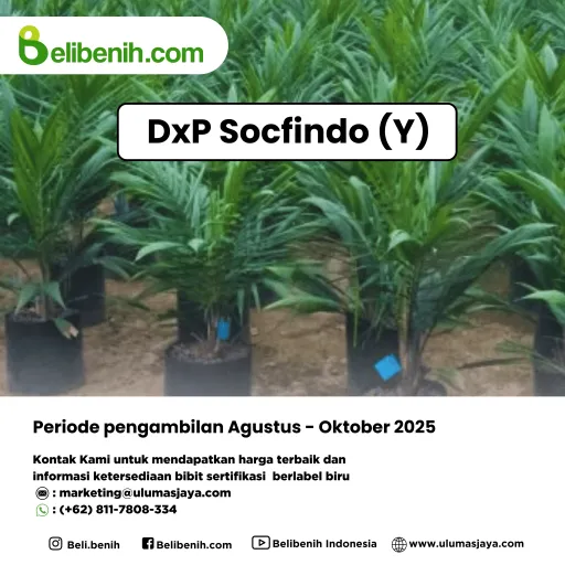 Bibit DxP Socfindo (Y) umur 12-19 Bulan
