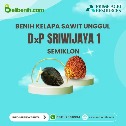DxP Sriwijaya 1 Semiklon