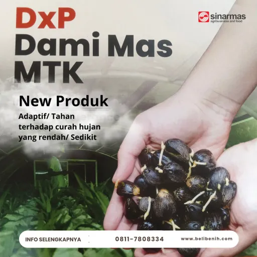 DxP Dami Mas MTK ( Moderat Toleran Kekeringan )