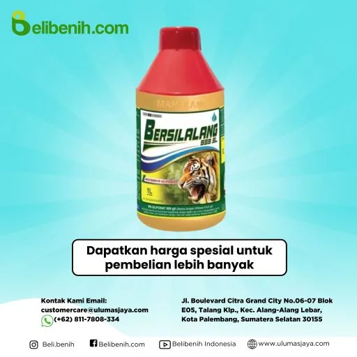 Bersilalang 559 Sl