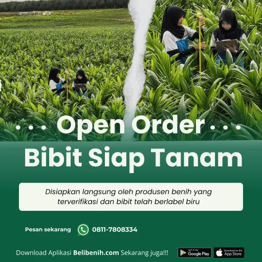 Bibit Sawit Siap tanam - SJ3 umur 12 bulan