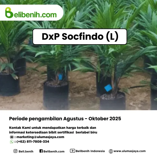 Bibit DxP Socfindo (L) umur 12-19 Bulan