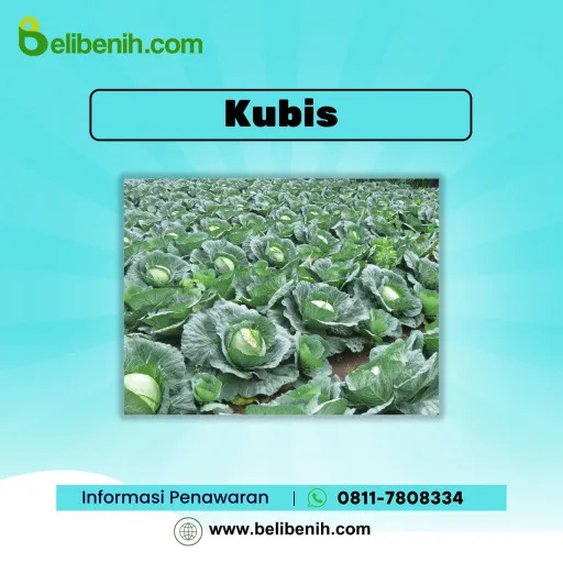 Kubis