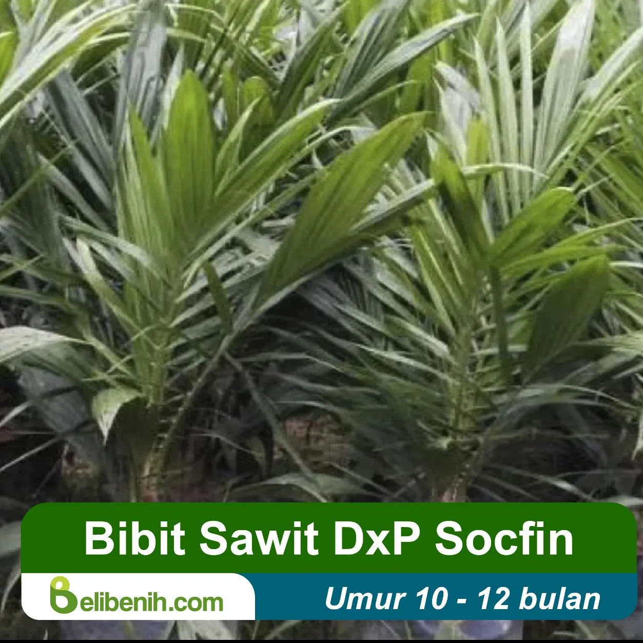 'Bibit Socfin (Lame) umur 12 Bulan'