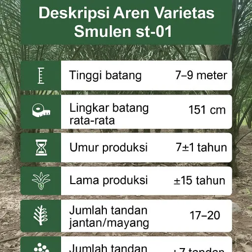 Bibit Aren Umur 3 Bulan