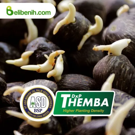 DxP Themba