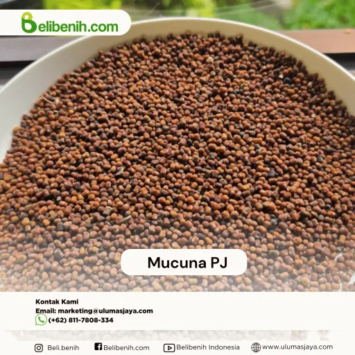 Mucuna PJ