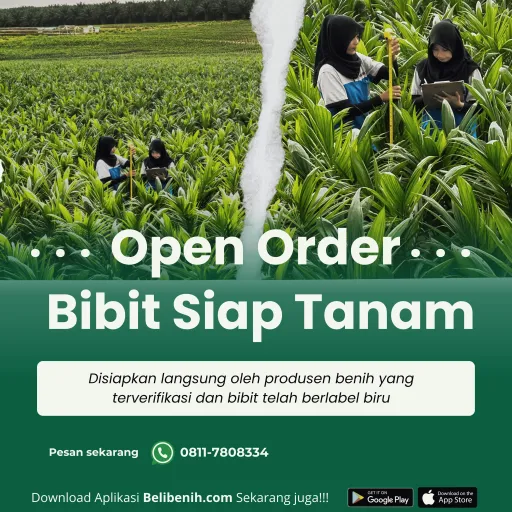 Bibit Sawit Siap tanam - SJ5 umur 12 bulan