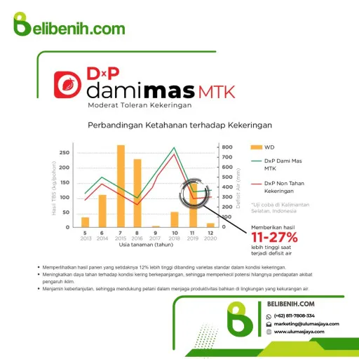 DxP Dami Mas MTK ( Moderat Toleran Kekeringan )