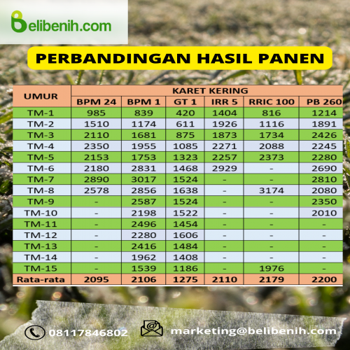 Bibit Siap Tanam Payung 2