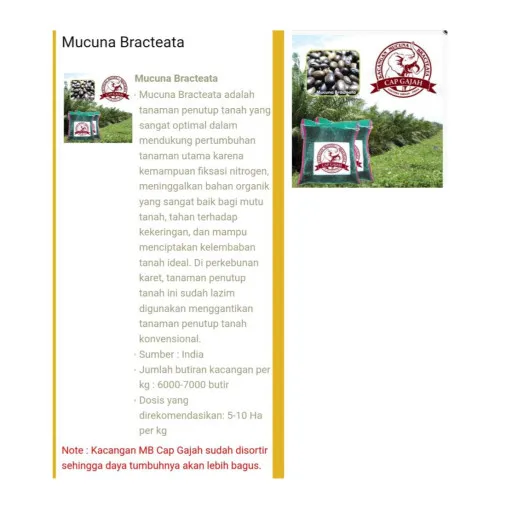 KACANGAN  MUCUNA BRACTEATA