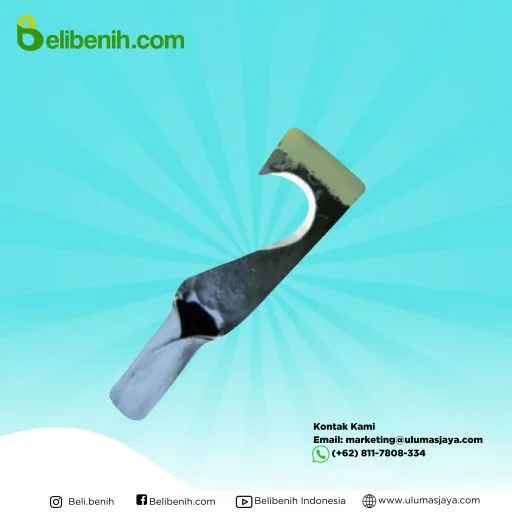 DODOS KASTRASI, UKURAN 3 INCHI