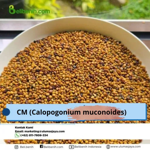 CM (Calopogonium muconoides)