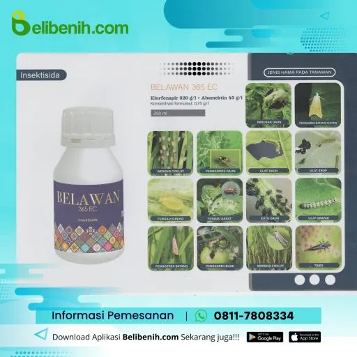 Belawan 365 EC
