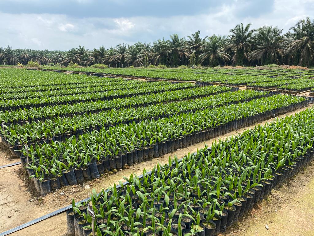BIBIT KELAPA SAWIT, DXP SOCFIN - UMUR 3 BULAN