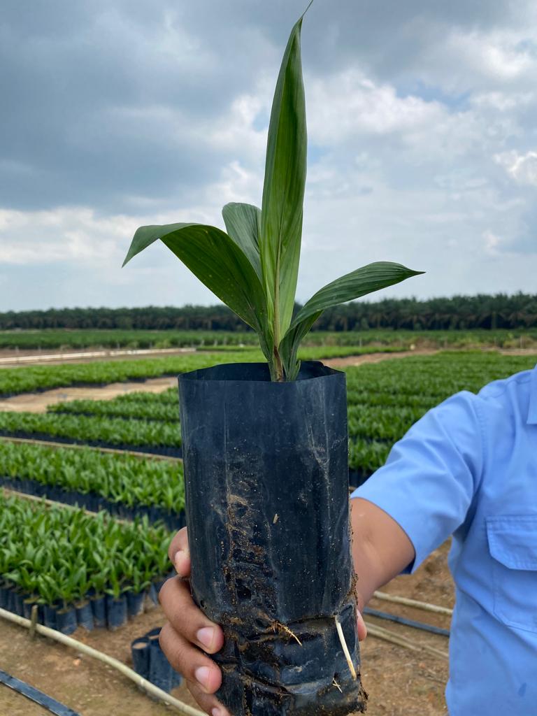 'BIBIT KELAPA SAWIT, DXP SOCFIN - UMUR 3 BULAN'