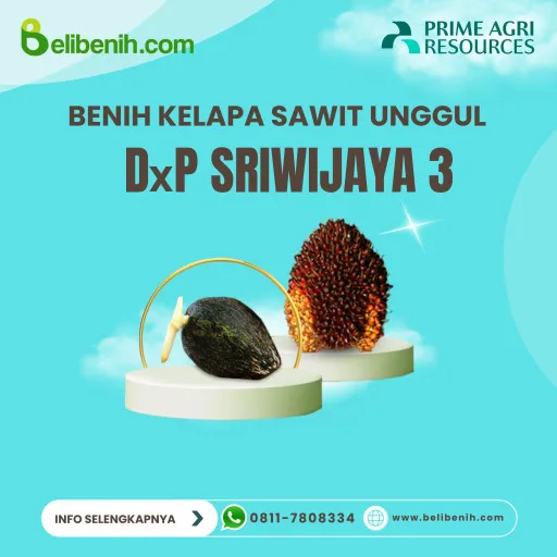 DxP Sriwijaya 3