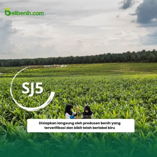Bibit Sawit Siap tanam - SJ5 umur 12 bulan