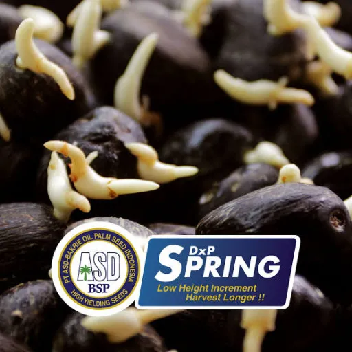 DxP Spring
