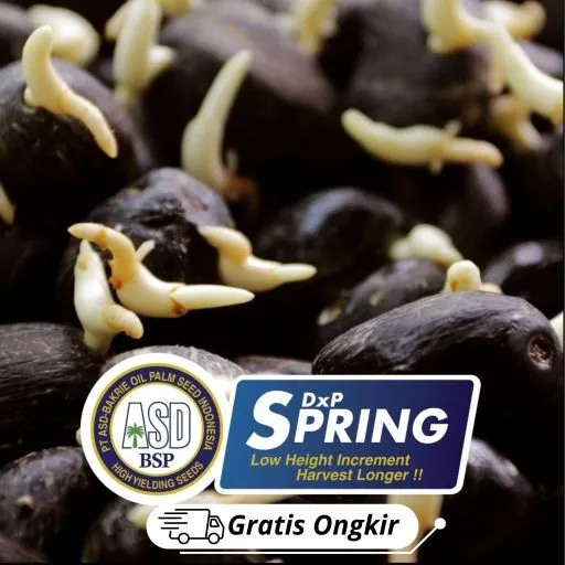 DxP Spring