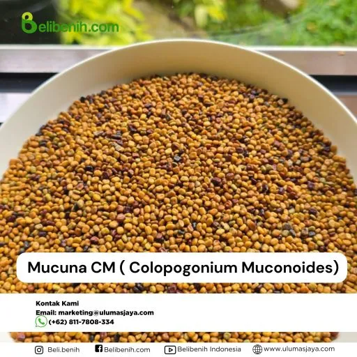 Mucuna CM (Calopogonium muconoides)
