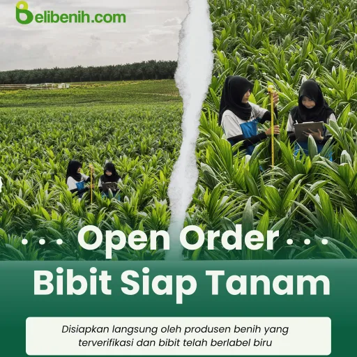 Bibit Sawit Siap tanam - SJ1 umur 12 bulan