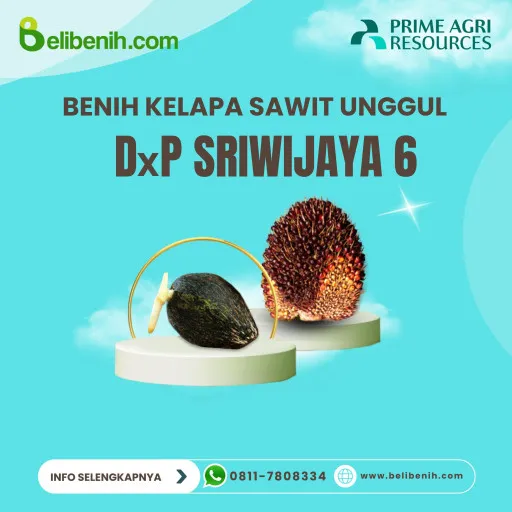 DxP Sriwijaya 6