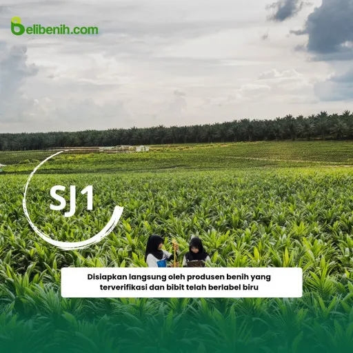 Bibit Sawit Siap tanam - SJ1 umur 12 bulan