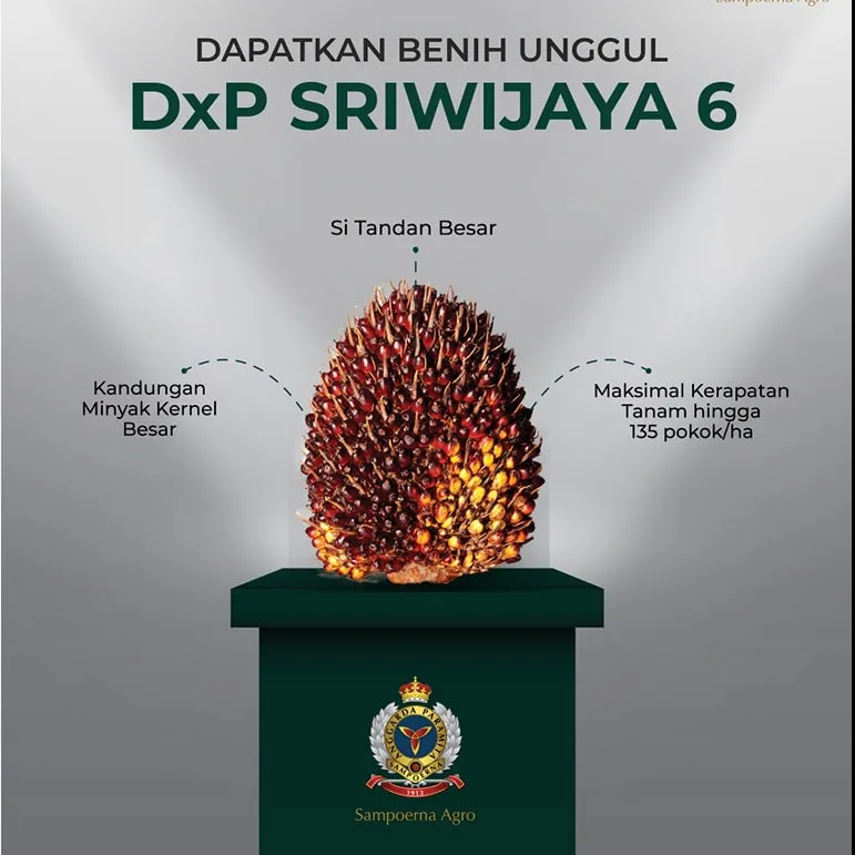 DxP Sriwijaya 6