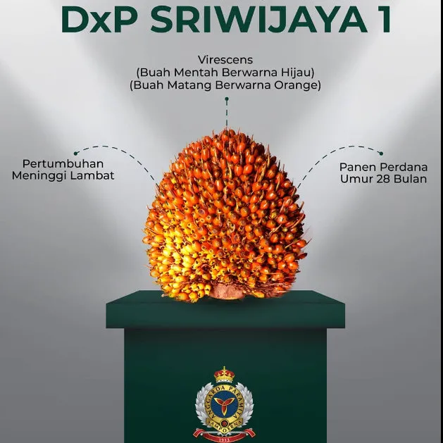 DxP Sriwijaya 1